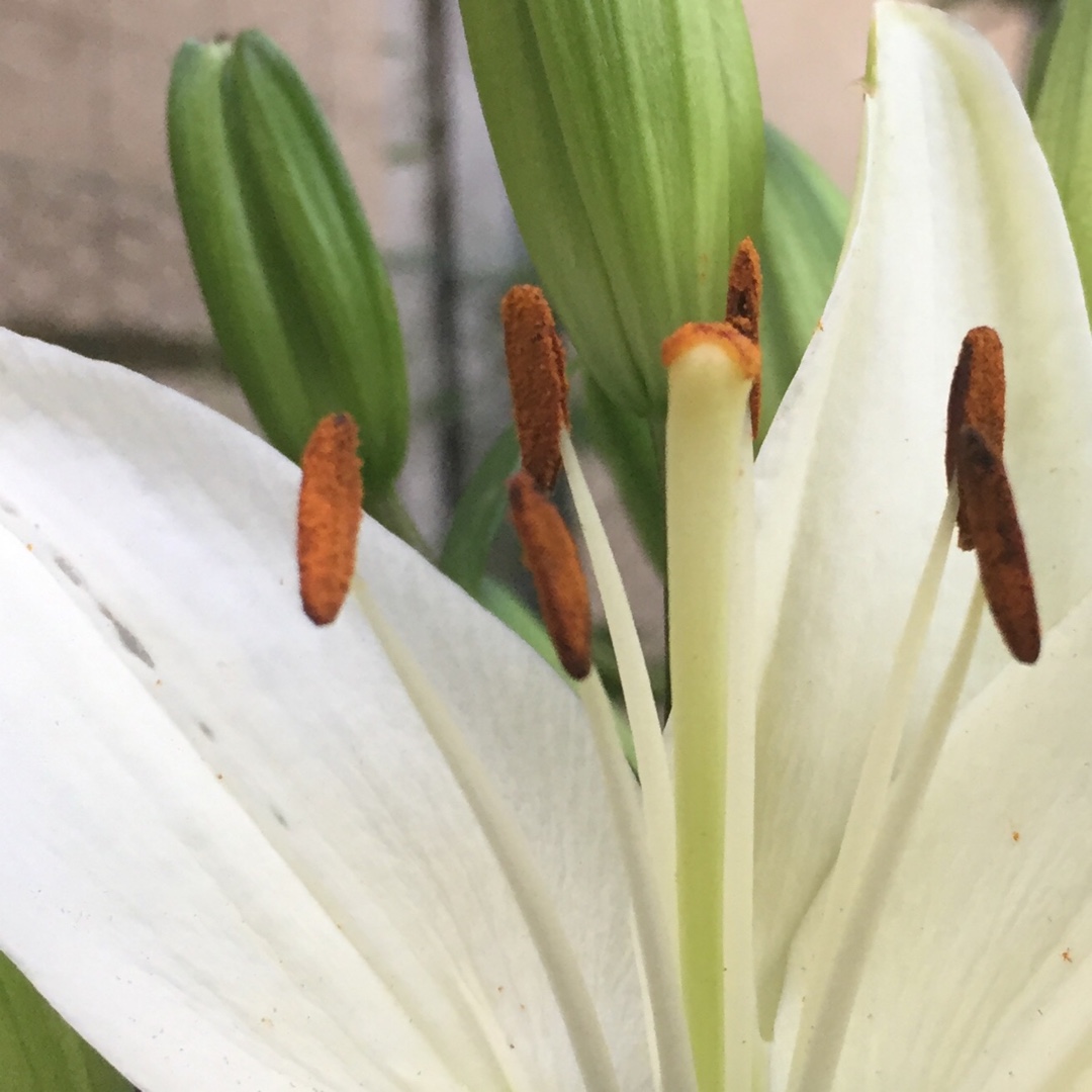 Lilium Tiny Crystal in the GardenTags plant encyclopedia Lily Tiny Crystal (Asiatic) in the GardenTags plant encyclopedia