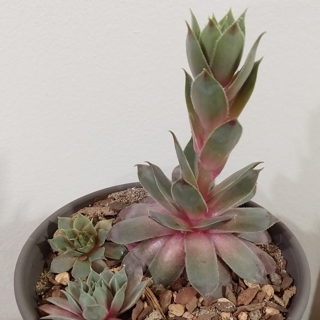 Sempervivum Desert Rose in the GardenTags plant encyclopedia Sempervivum Desert Rose in the GardenTags plant encyclopedia