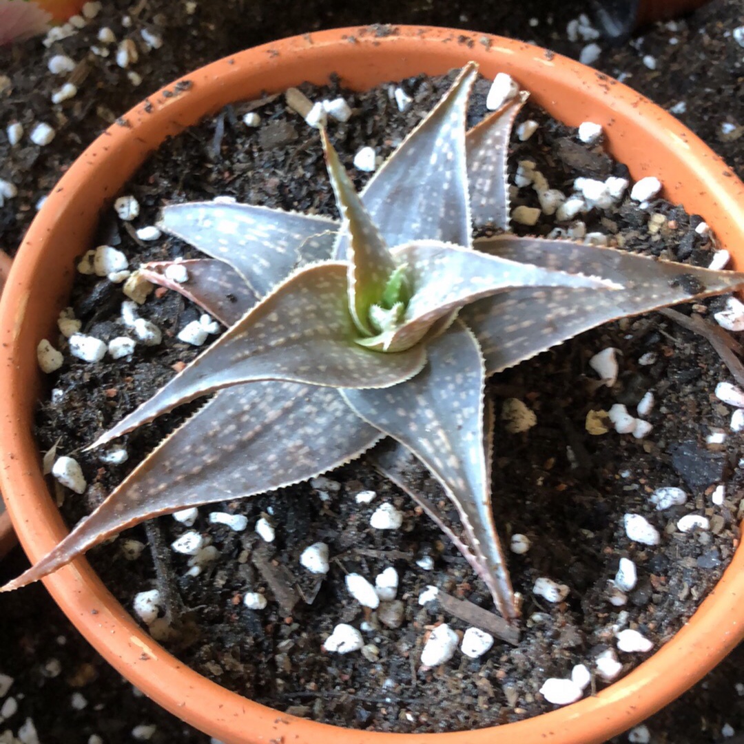 Aloe Royalty in the GardenTags plant encyclopedia Aloe Royalty in the GardenTags plant encyclopedia