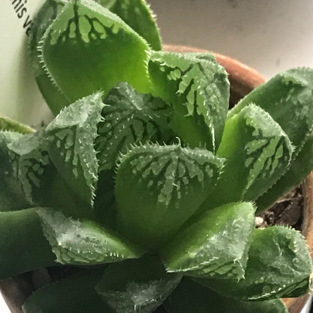 Haworthia Cymbiformis var. Obtusa in the GardenTags plant encyclopedia Haworthia Cymbiformis v. Obtusa Frog in the GardenTags plant encyclopedia