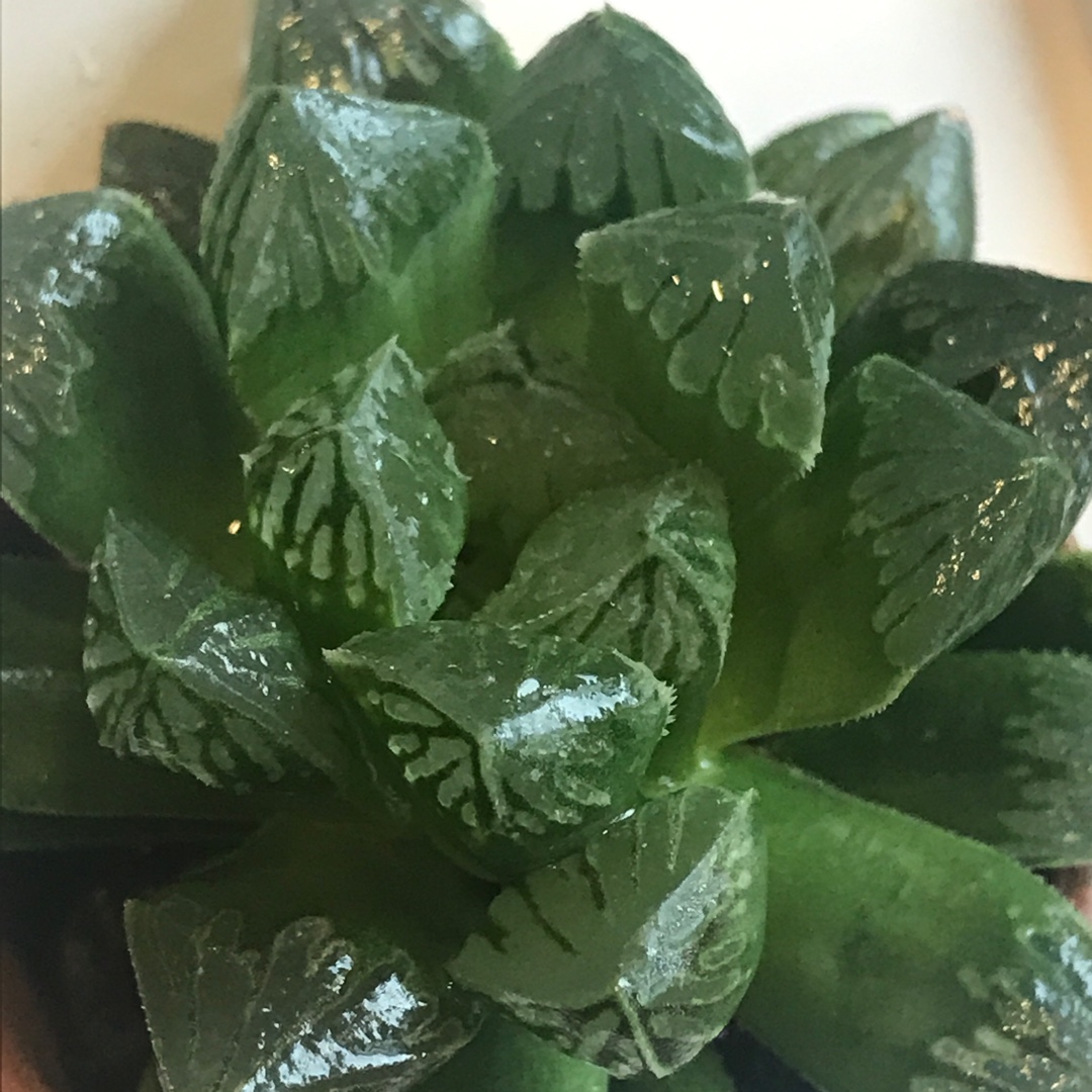 Haworthia Cymbiformis var. Obtusa Red Volcano in the GardenTags plant encyclopedia Haworthia Cymbiformis v. Obtusa Red Volcano in the GardenTags plant encyclopedia