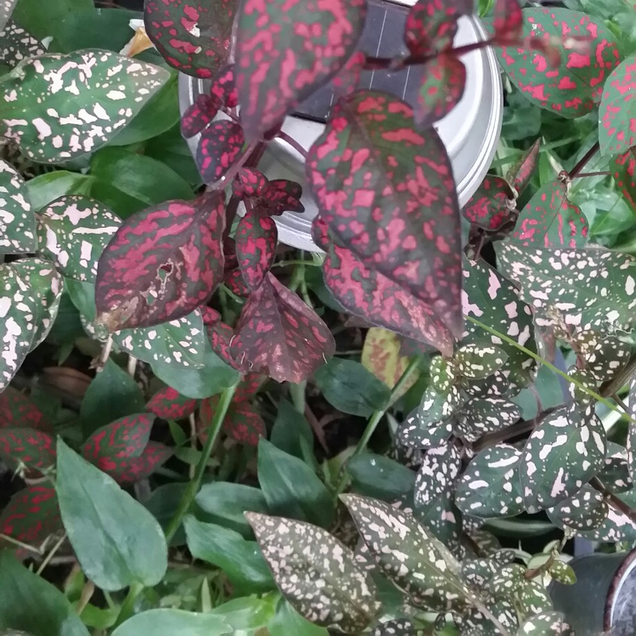 Hypoestes phyllostachya in the GardenTags plant encyclopedia Polka Dot Plant in the GardenTags plant encyclopedia
