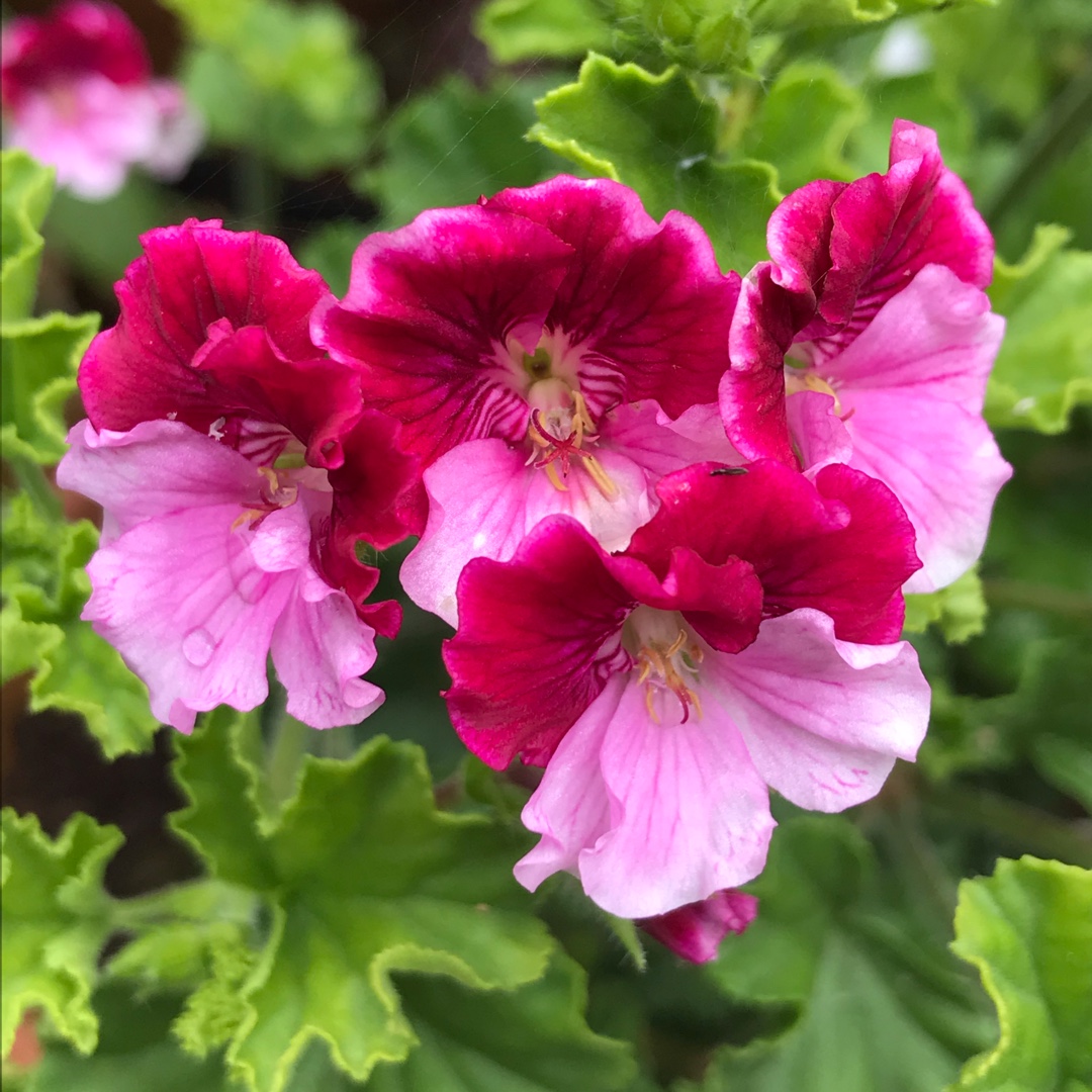 Pelargonium Quantock Perfection in the GardenTags plant encyclopedia Pelargonium Quantock Perfection (Angel) in the GardenTags plant encyclopedia