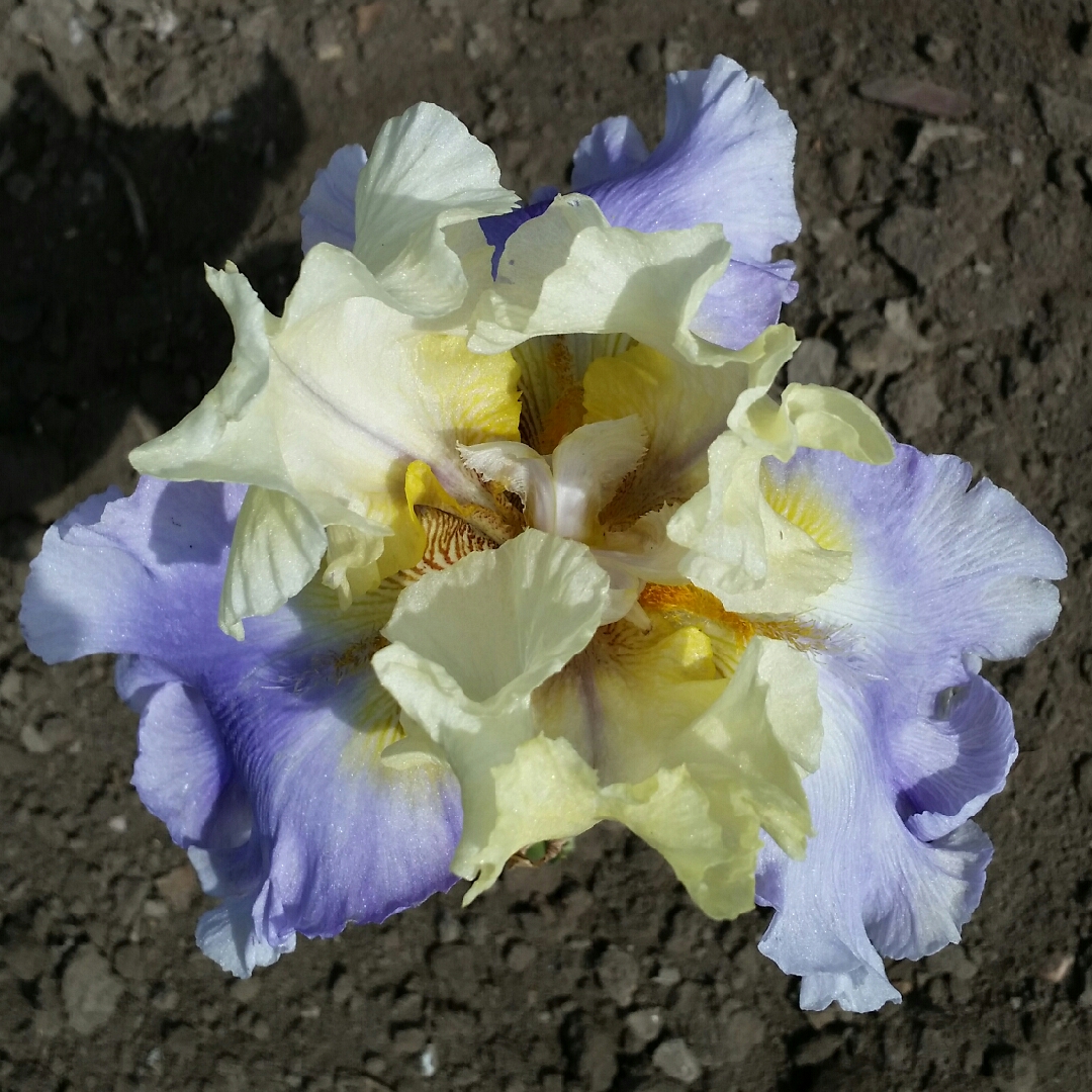 Iris x germanica Easter Candy in the GardenTags plant encyclopedia Bearded Iris Easter Candy (Tall) in the GardenTags plant encyclopedia
