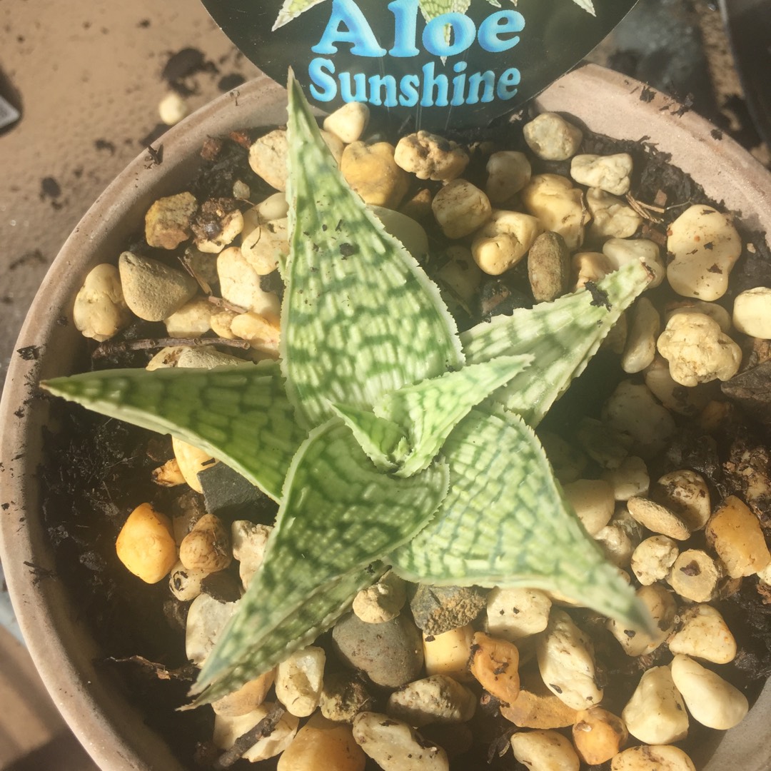 Aloe Sunshine in the GardenTags plant encyclopedia Aloe Sunshine in the GardenTags plant encyclopedia