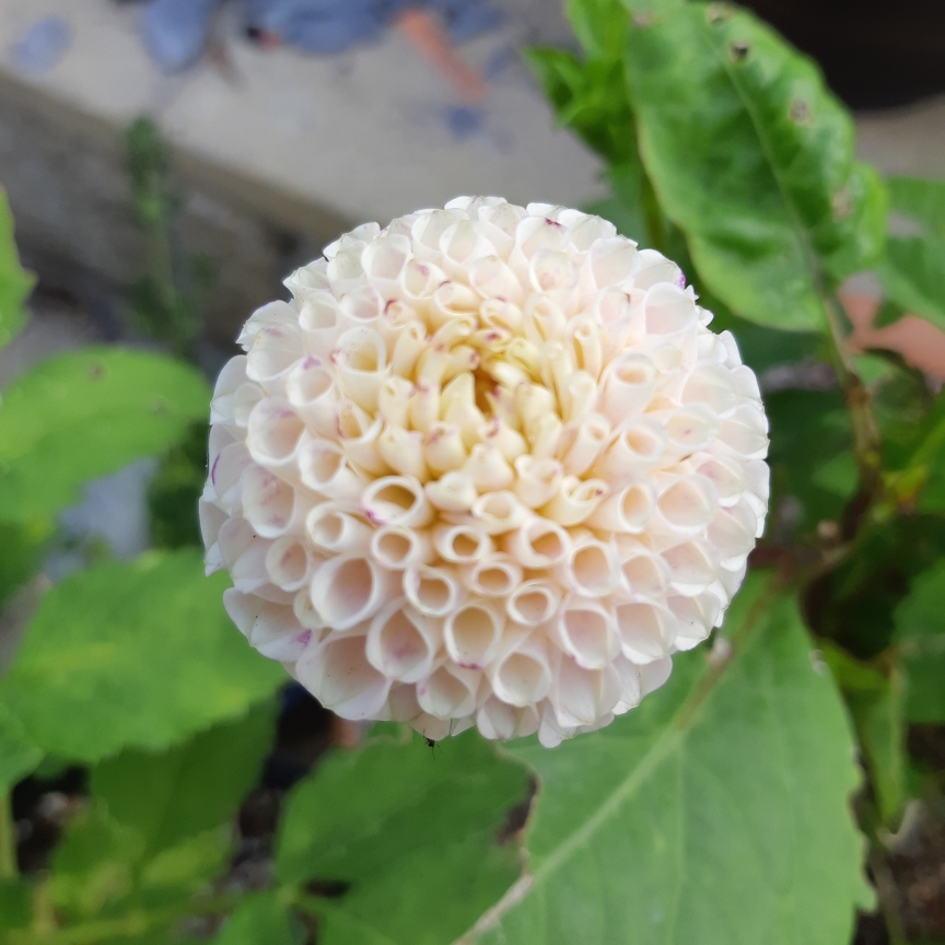 Dahlia Small World (Pompon) in the GardenTags plant encyclopedia