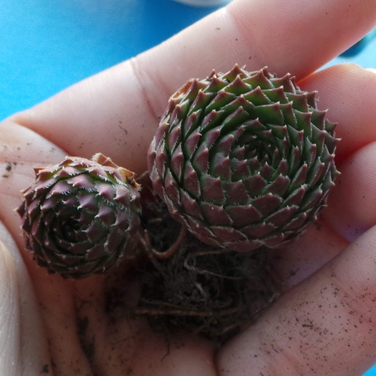 Sempervivum Octopodes v. Apetalum in the GardenTags plant encyclopedia Sempervivum Octopodes v. Apetalum in the GardenTags plant encyclopedia