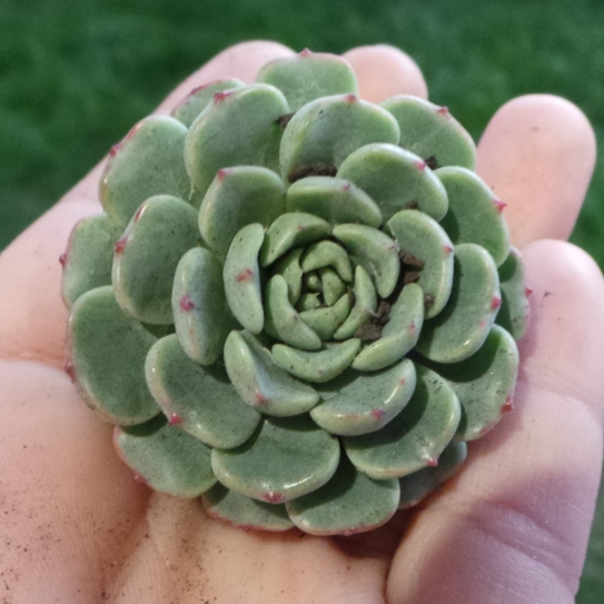 Echeveria Lindsayana x Albicans in the GardenTags plant encyclopedia Echeveria Lindsayana x Albicans in the GardenTags plant encyclopedia