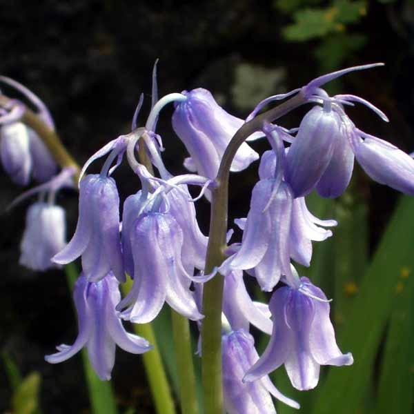 Hyacinthoides hispanica Danube in the GardenTags plant encyclopedia Spanish Bluebell Danube in the GardenTags plant encyclopedia