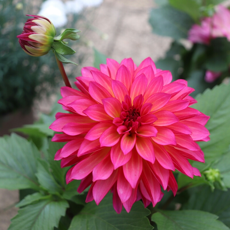 Dahlia Grandalia Sunrise (Grandalia Series) in the GardenTags plant encyclopedia Dahlia Grandalia Sunrise (Bedding) in the GardenTags plant encyclopedia