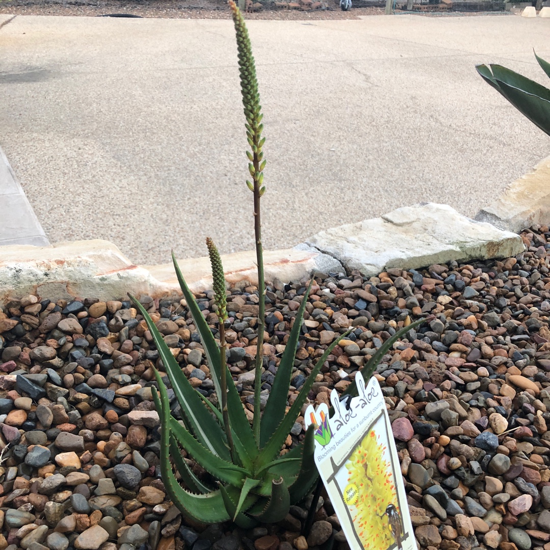 Aloe Leo 6140 in the GardenTags plant encyclopedia Aloe Leo 6140 in the GardenTags plant encyclopedia