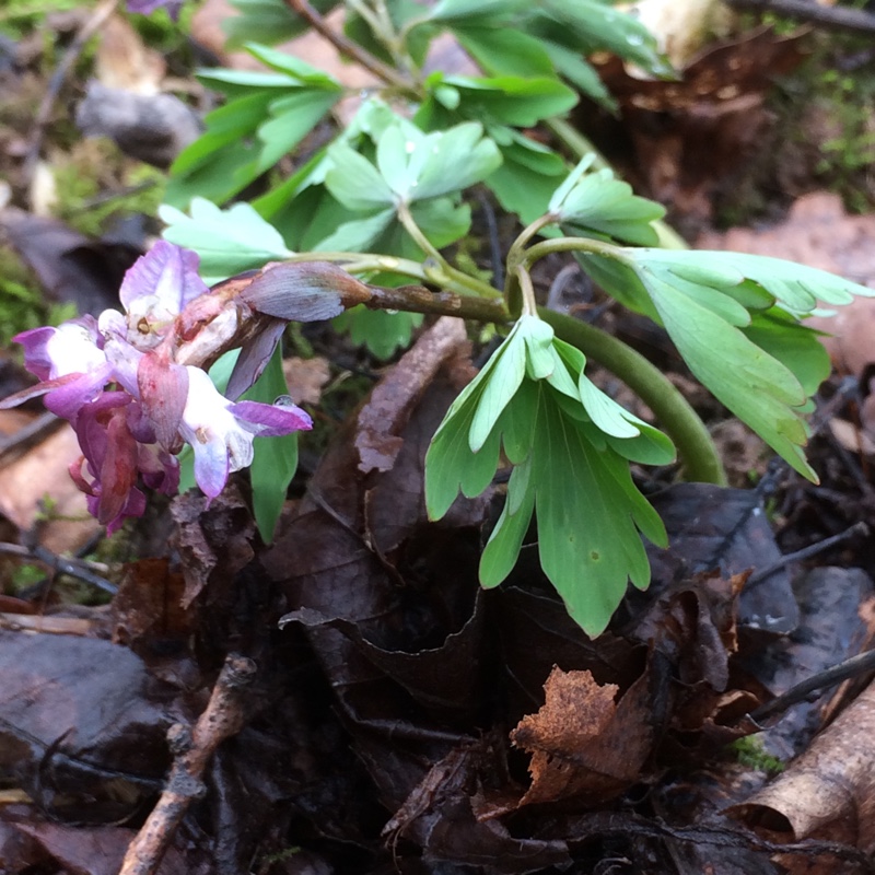 Corydalis cava in the GardenTags plant encyclopedia Hollowroot in the GardenTags plant encyclopedia
