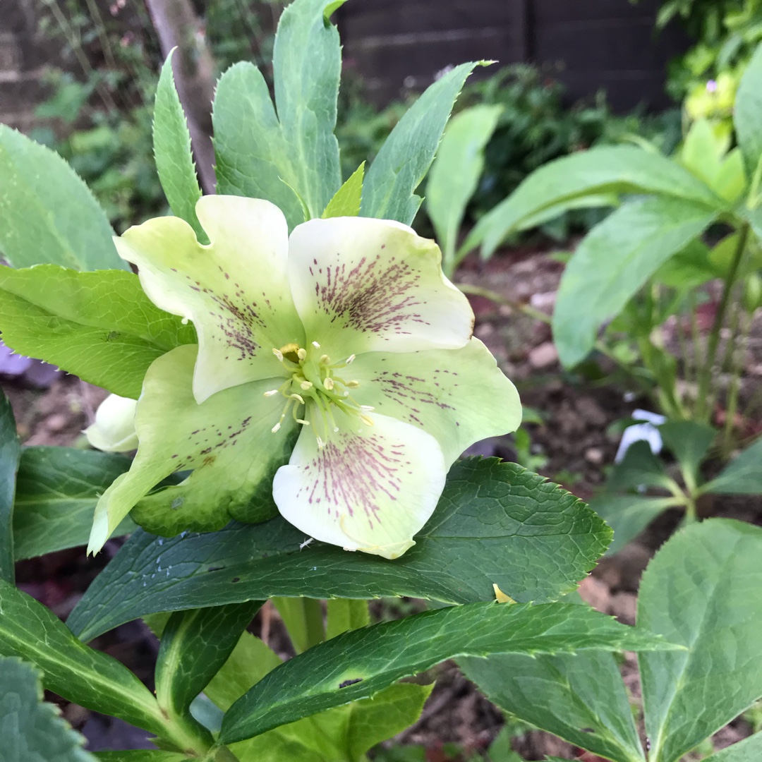 Helleborus x hybridus Pretty Ellen White (Pretty Ellen Series) in the GardenTags plant encyclopedia Hellebore Pretty Ellen White in the GardenTags plant encyclopedia