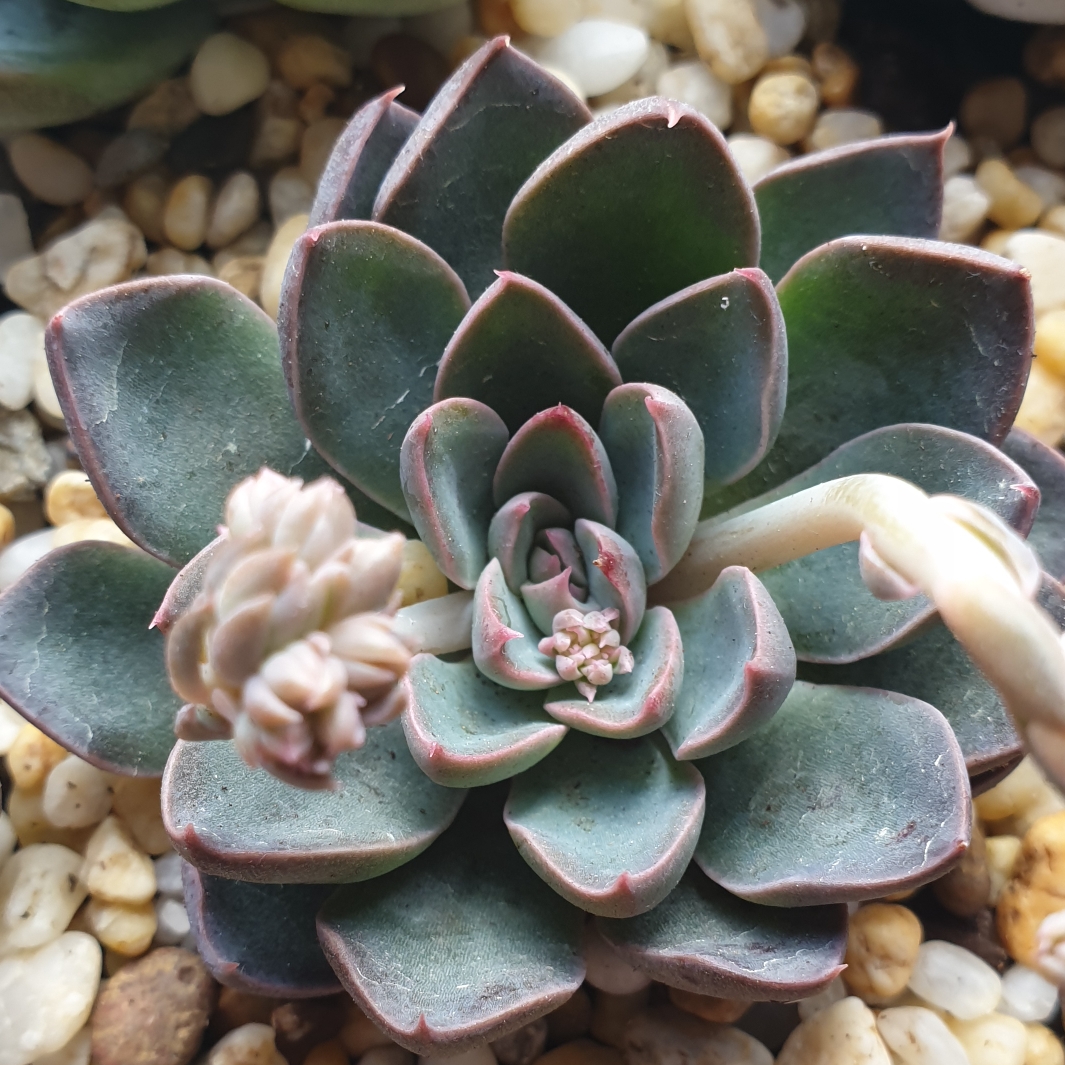 xGraptoveria Still Loving You in the GardenTags plant encyclopedia Graptoveria Still Loving You in the GardenTags plant encyclopedia