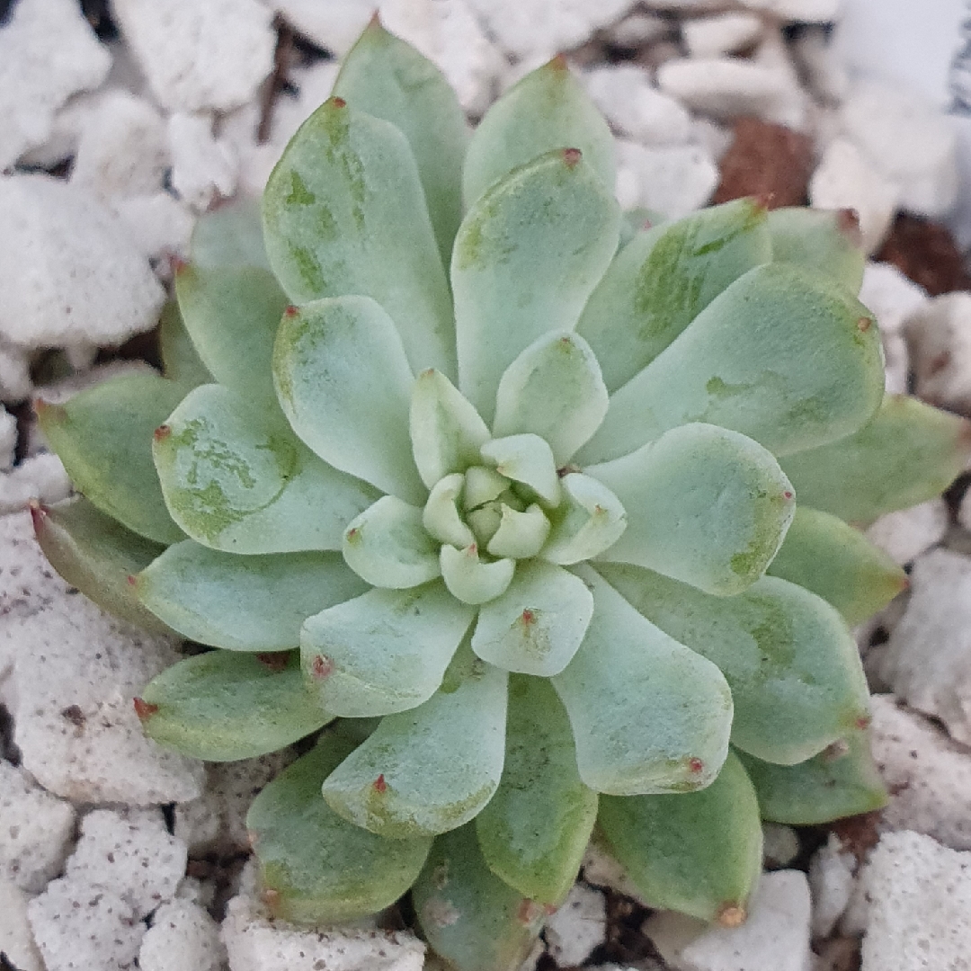 Echeveria Whiteline in the GardenTags plant encyclopedia Echeveria Whiteline in the GardenTags plant encyclopedia