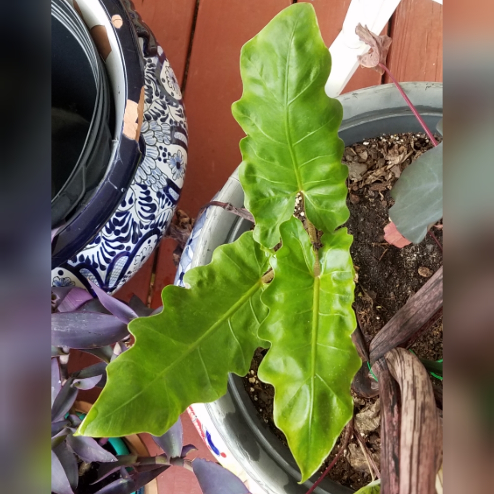 Alocasia boa syn. Alocasia Boa in the GardenTags plant encyclopedia Alocasia Boa Elephant Ear in the GardenTags plant encyclopedia