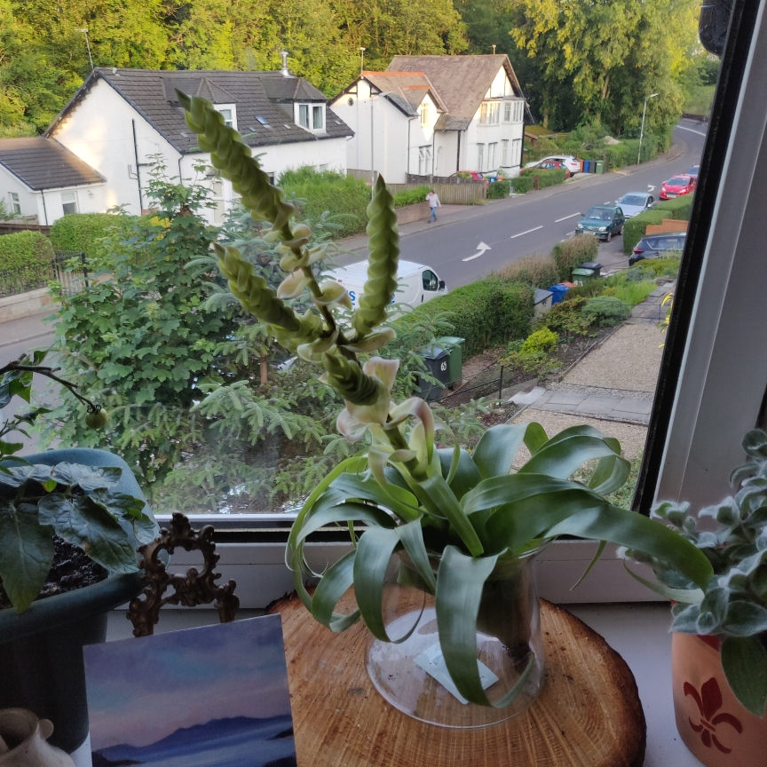 Tillandsia Samantha in the GardenTags plant encyclopedia Airplant Samantha in the GardenTags plant encyclopedia