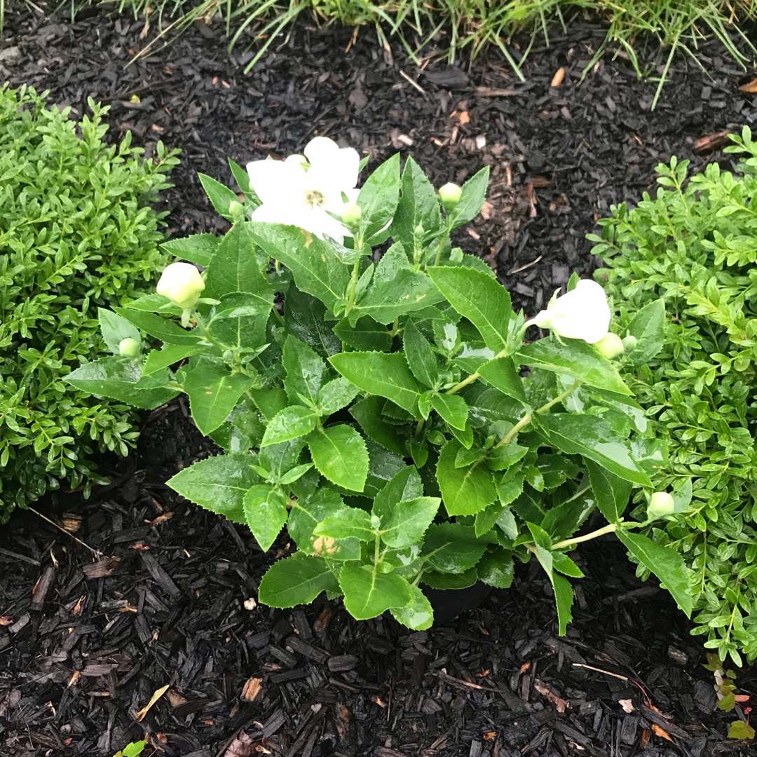 Platycodon grandiflorus Pop Star White (Pop Star Series) syn. Campanula grandiflora Pop Star White in the GardenTags plant encyclopedia Balloon Flower Pop Star White in the GardenTags plant encyclopedia