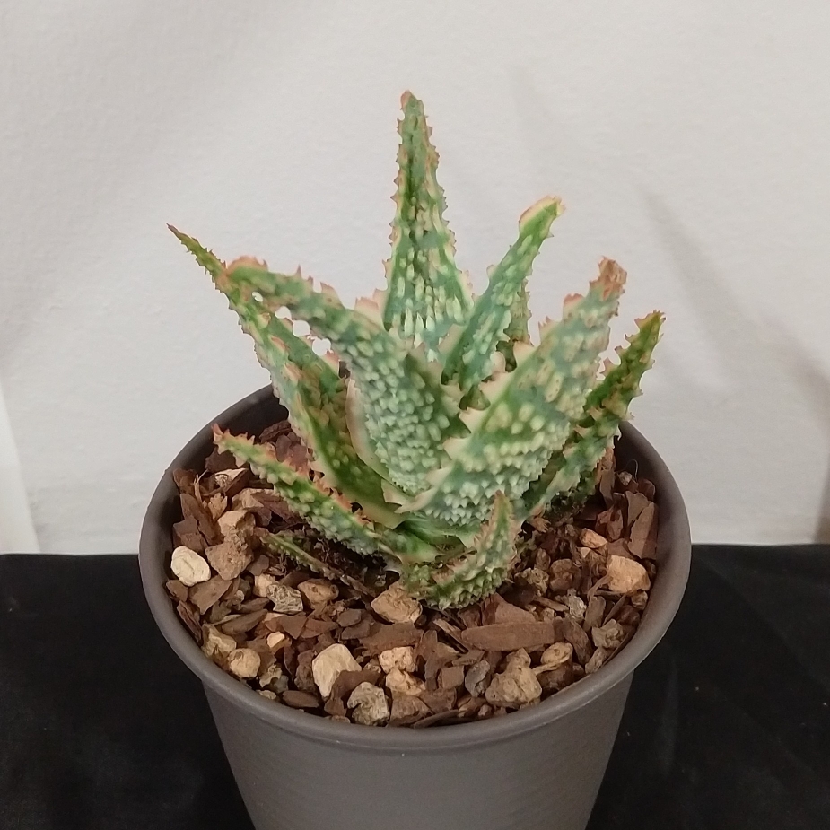 Aloe Oik in the GardenTags plant encyclopedia Aloe Oik in the GardenTags plant encyclopedia