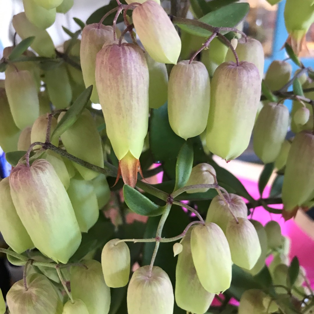 Kalanchoe Blossfeldiana Magic Bells in the GardenTags plant encyclopedia Kalanchoe Magic Bells in the GardenTags plant encyclopedia