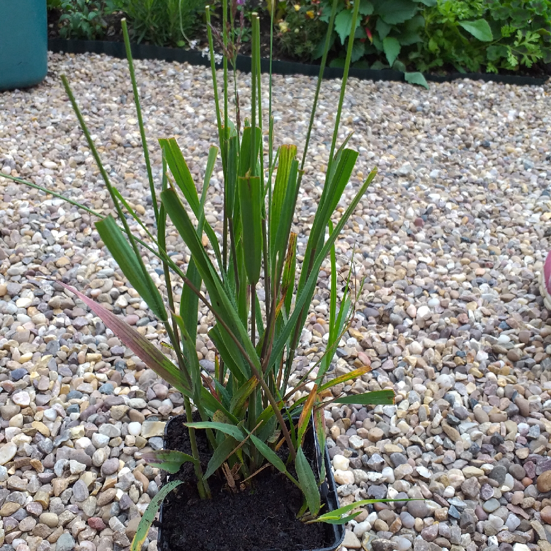 Molinia caerulea subsp. caerulea Edith Dudszus in the GardenTags plant encyclopedia Purple Moor Grass Edith Dudszus in the GardenTags plant encyclopedia