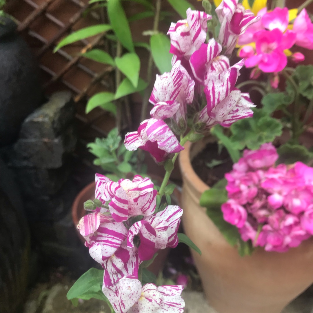 Antirrhinum majus 'Purple Twist', Snapdragon 'Purple Twist' in