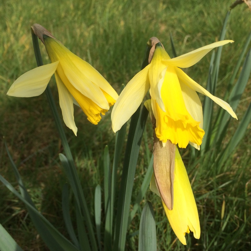 Narcissus Princeps syn, Narcissus Irish Princeps in the GardenTags plant encyclopedia Daffodil Princeps (Trumpet) in the GardenTags plant encyclopedia