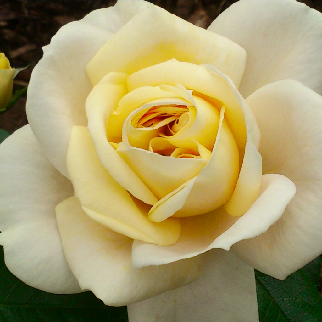 Rosa Dutch Gold in the GardenTags plant encyclopedia Rose Dutch Gold in the GardenTags plant encyclopedia