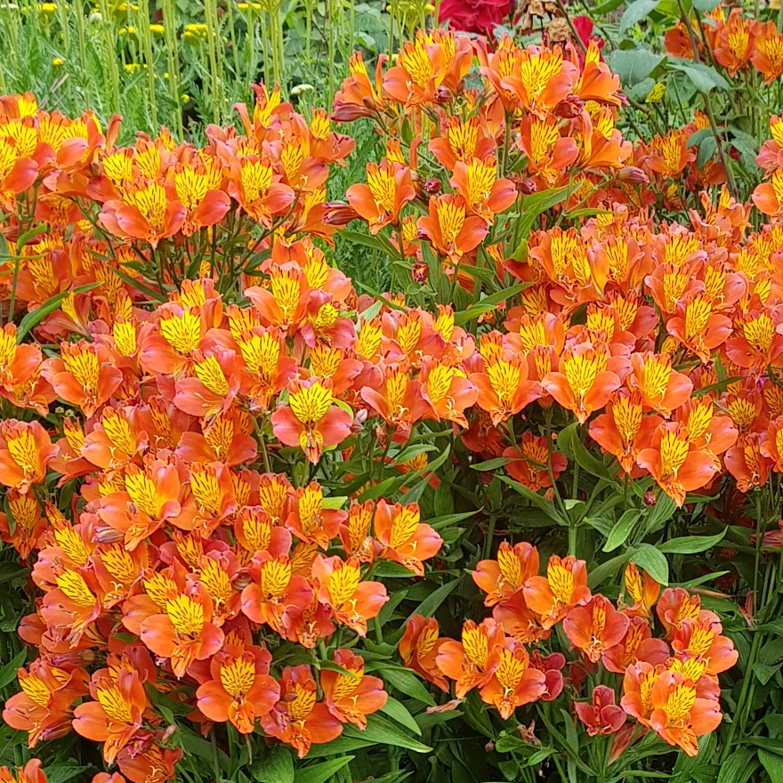 Alstroemeria Orange Glory in the GardenTags plant encyclopedia Peruvian Lily Orange Glory in the GardenTags plant encyclopedia
