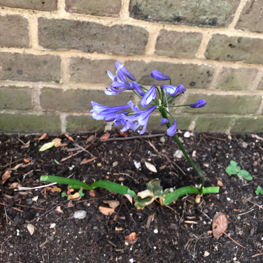 Agapanthus Donau syn. Agapanthus Blue Danube in the GardenTags plant encyclopedia African Lily Donau in the GardenTags plant encyclopedia
