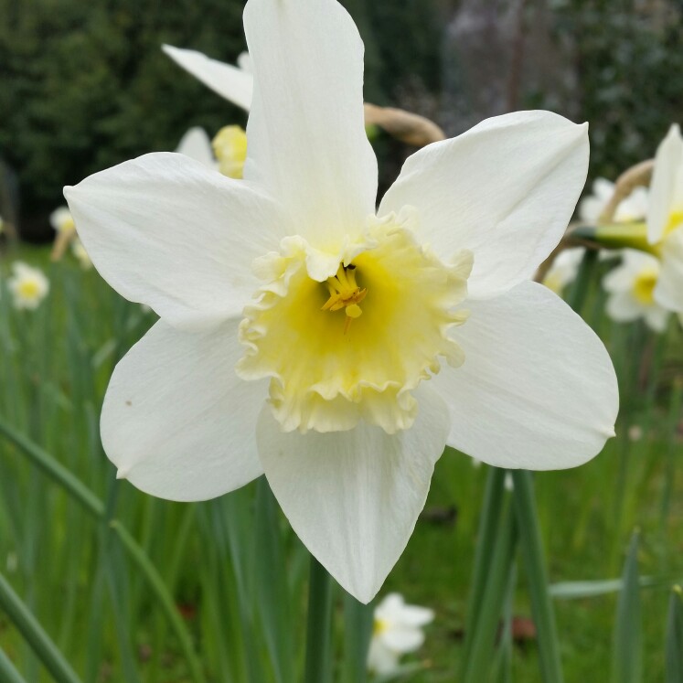 Narcissus Jules Verne in the GardenTags plant encyclopedia Daffodil Jules Verne (Large-cupped) in the GardenTags plant encyclopedia