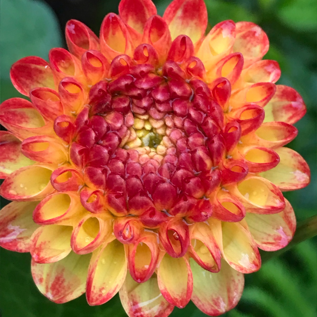 Dahlia Kasasagi in the GardenTags plant encyclopedia Dahlia Kasasagi (Pompon) in the GardenTags plant encyclopedia