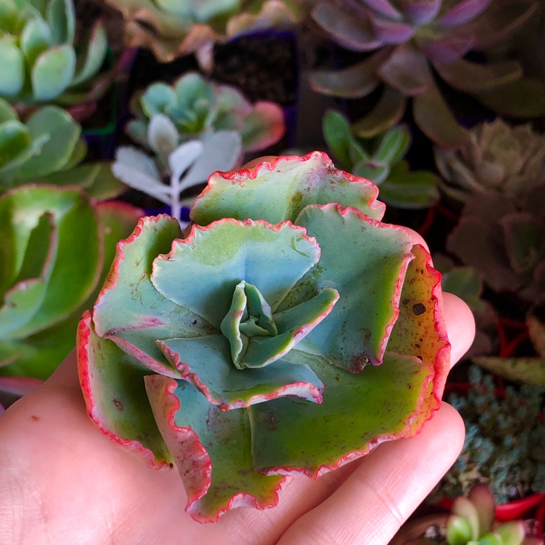Echeveria Crinoline in the GardenTags plant encyclopedia Echeveria Crinoline in the GardenTags plant encyclopedia