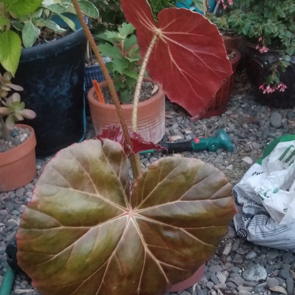 Begonia Red Fred in the GardenTags plant encyclopedia Rhizomatous Begonia Red Fred in the GardenTags plant encyclopedia