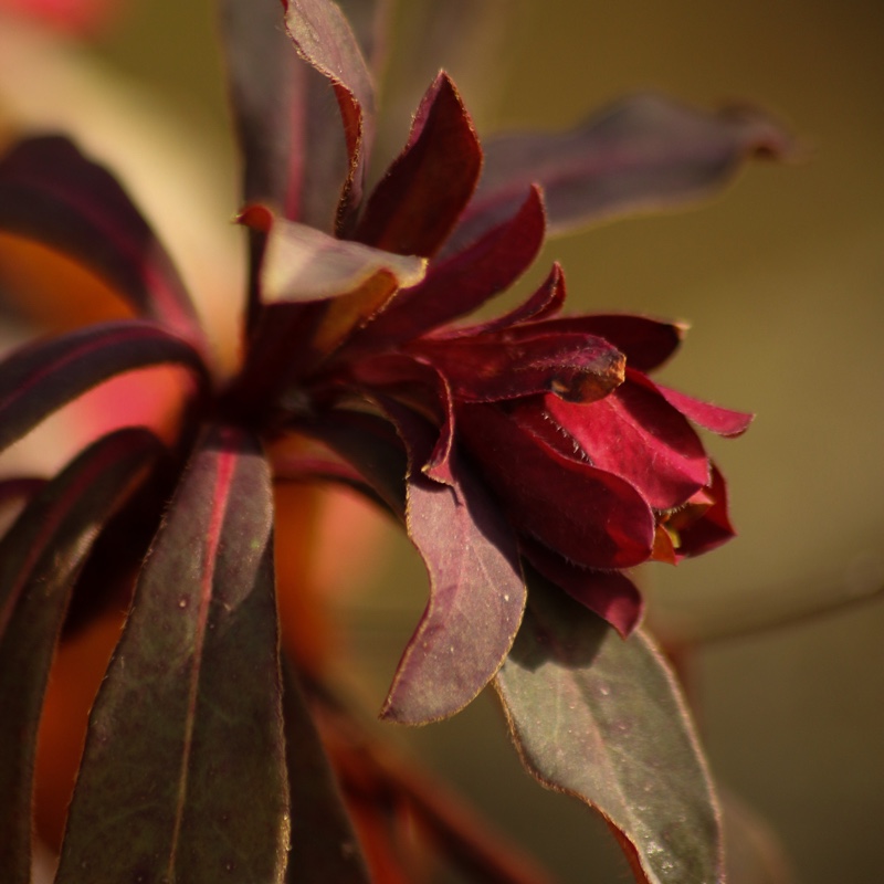 Euphorbia amygdaloides Craigieburn in the GardenTags plant encyclopedia Wood Spurge Craigieburn in the GardenTags plant encyclopedia