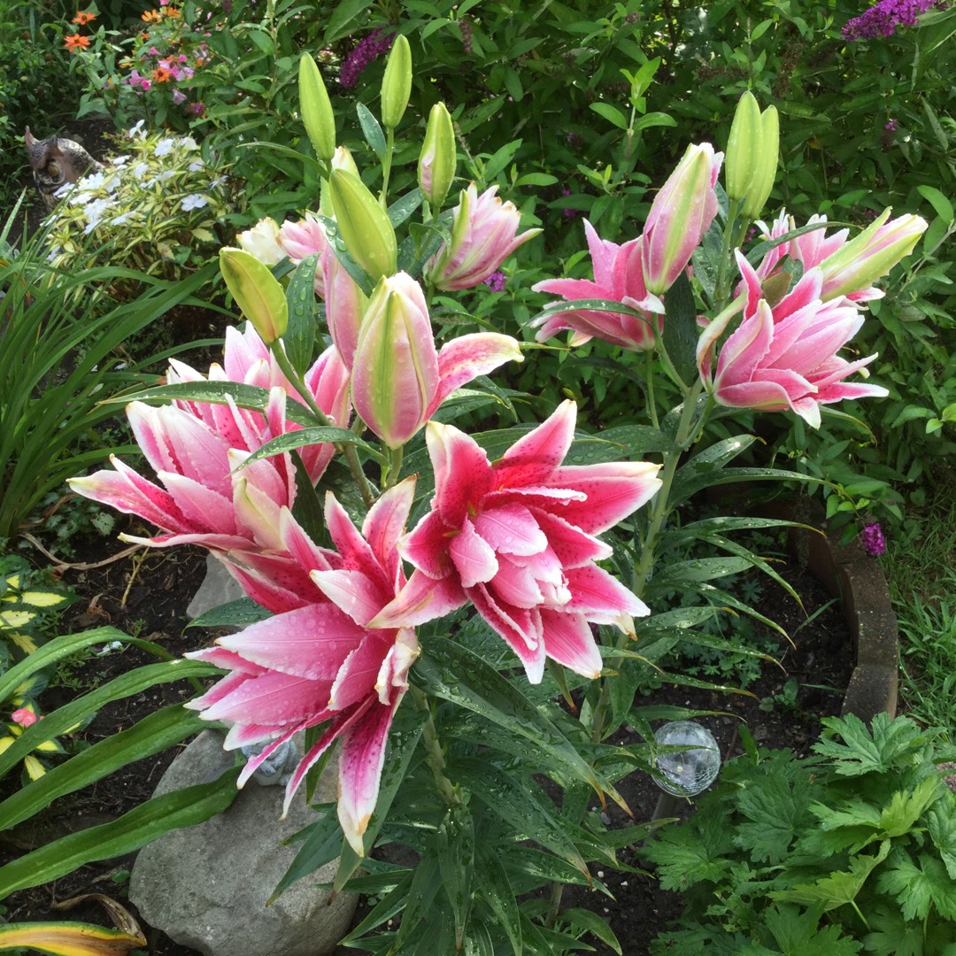 Lilium DL04992 syn. Lilium Roselily Thalita in the GardenTags plant encyclopedia Lily Roselily Thalita (Oriental) in the GardenTags plant encyclopedia