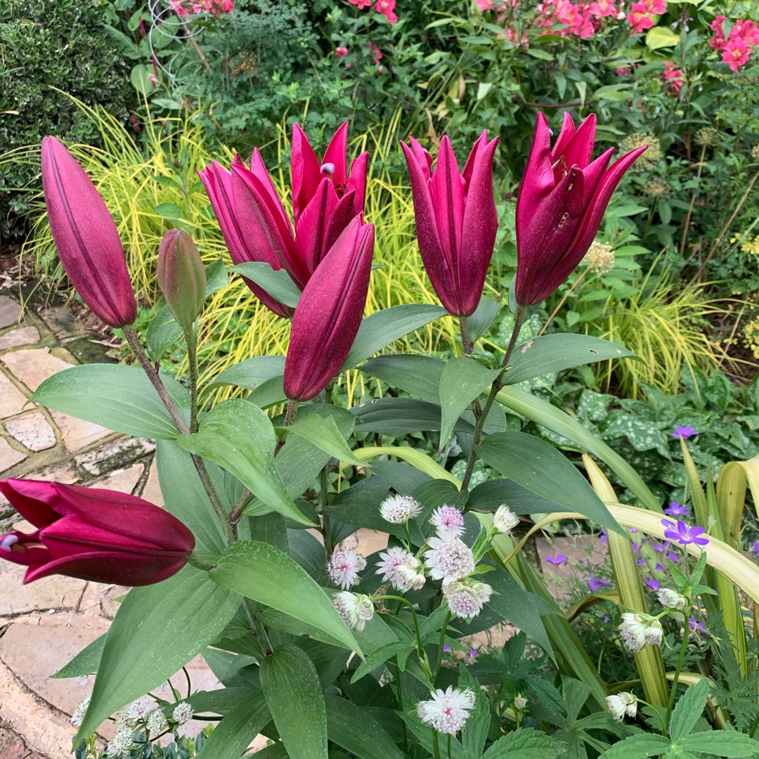 Lilium Carbonero in the GardenTags plant encyclopedia Lily Carbonero (Other) in the GardenTags plant encyclopedia