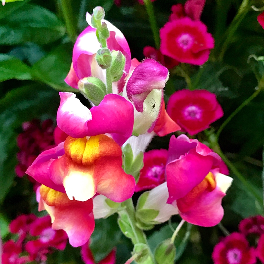 Antirrhinum majus Brighton Rock syn. Antirrhinum majus Bizarre Hybrids in the GardenTags plant encyclopedia Snapdragon Brighton Rock in the GardenTags plant encyclopedia