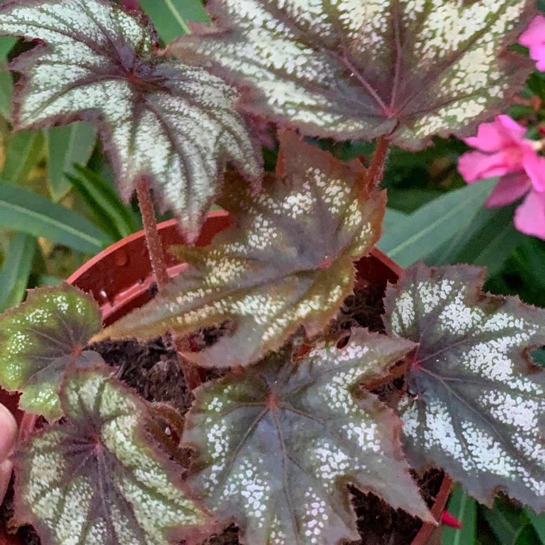 Begonia Little Brother Montgomery in the GardenTags plant encyclopedia Rhizomatous Begonia Little Brother Montgomery in the GardenTags plant encyclopedia