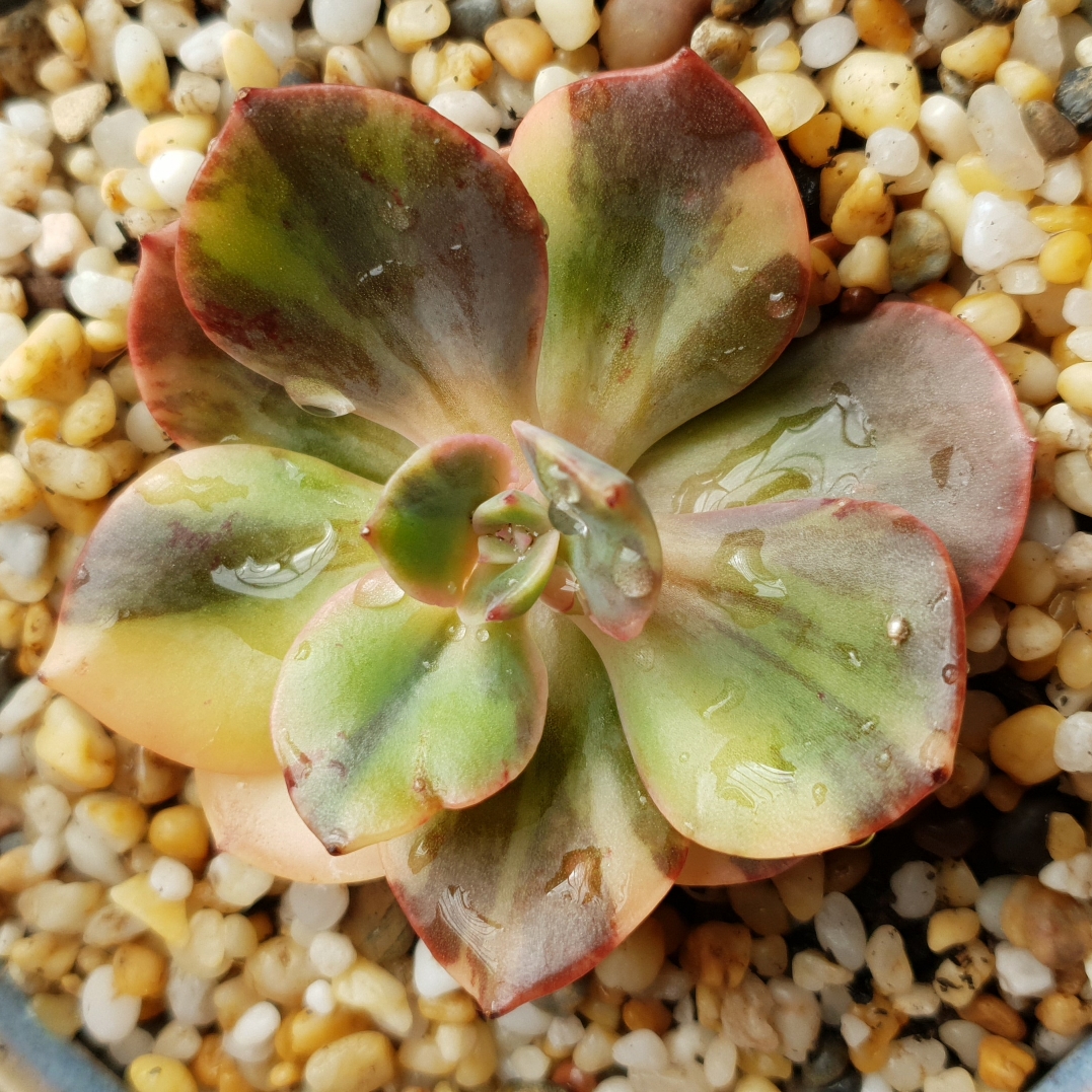 Echeveria Blue Metal Variegata in the GardenTags plant encyclopedia Echeveria Blue Metal Variegated Form in the GardenTags plant encyclopedia