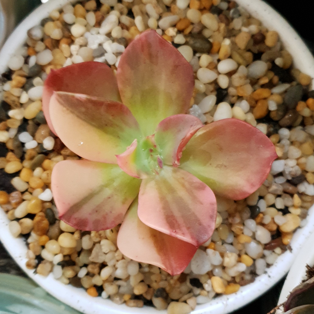 Echeveria Pre Madonna in the GardenTags plant encyclopedia Echeveria Pre Madonna in the GardenTags plant encyclopedia