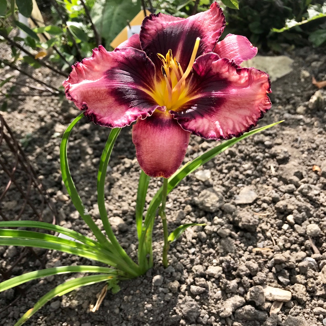 Hemerocallis Longfields Whoopy syn. Hemerocallis Whoopy in the GardenTags plant encyclopedia Daylily Longfields Whoopy in the GardenTags plant encyclopedia