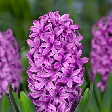Hyacinthus orientalis Amethyst in the GardenTags plant encyclopedia Hyacinth Amethyst in the GardenTags plant encyclopedia