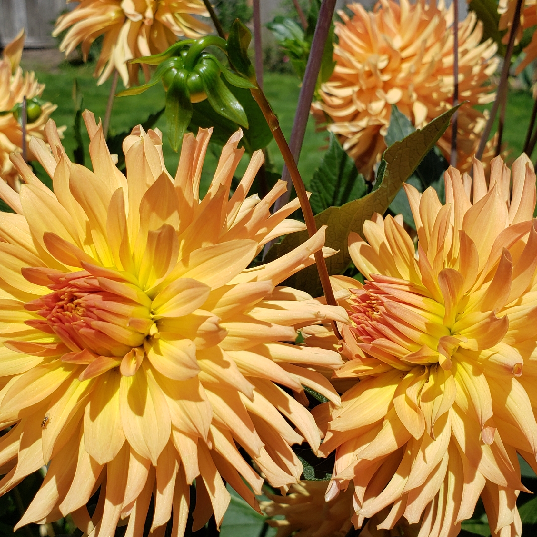 Dahlia Tahoma Curve in the GardenTags plant encyclopedia Dahlia Tahoma Curve (Cactus) in the GardenTags plant encyclopedia