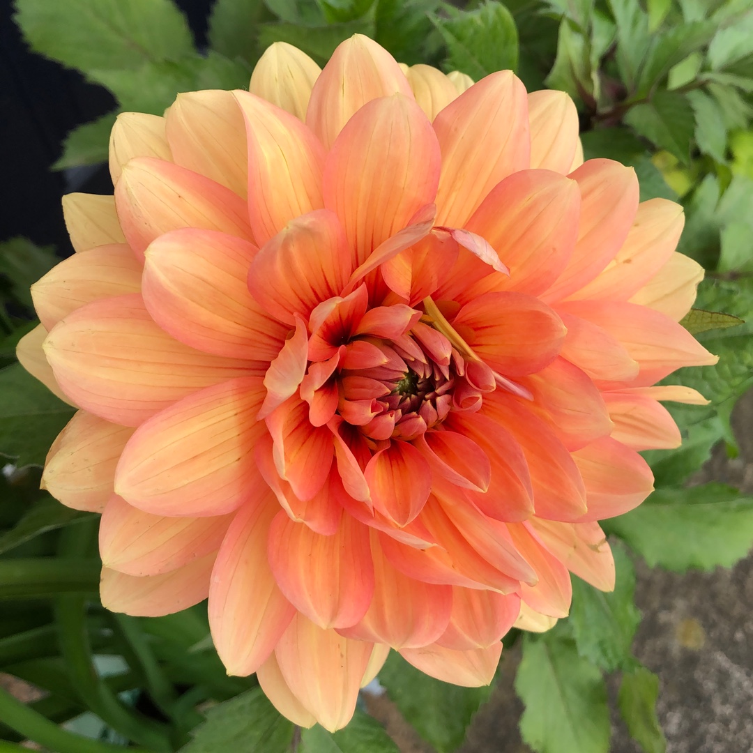 Dahlia 'Nicholas', Dahlia 'Nicholas' (Decorative) in GardenTags plant ...