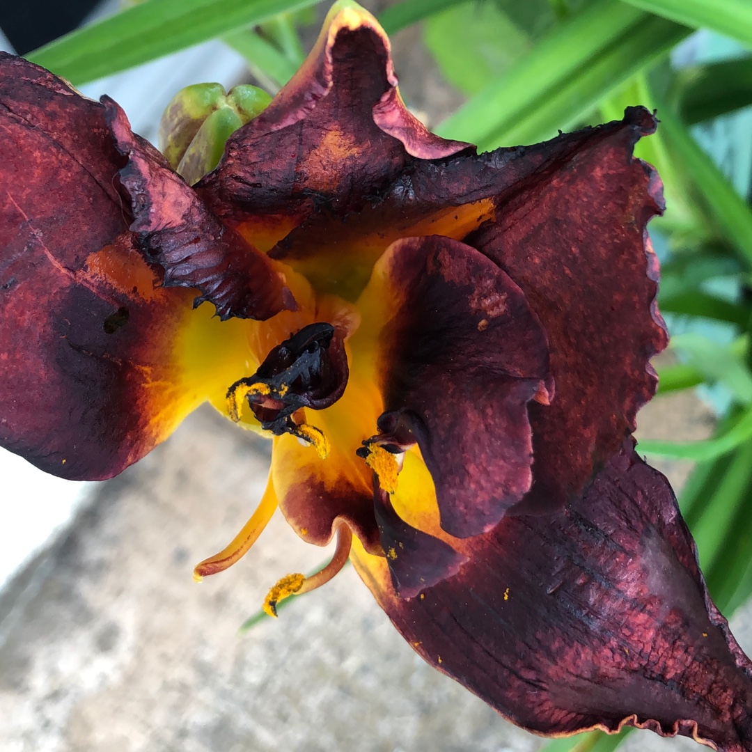 Hemerocallis Longfields Bogeyman syn. Hemerocallis Bogeyman in the GardenTags plant encyclopedia Daylily Longfields Bogeyman in the GardenTags plant encyclopedia
