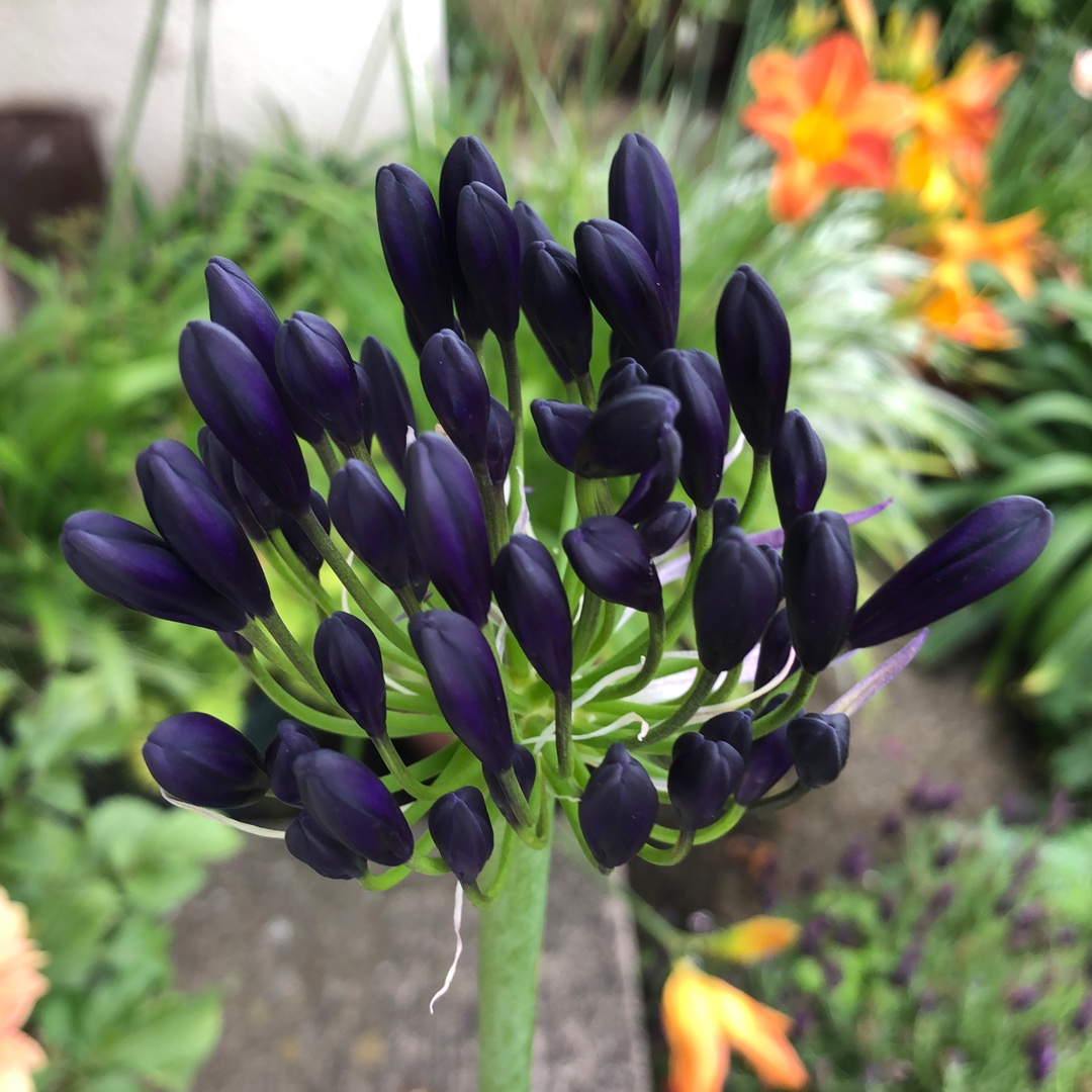 Agapanthus Royal Velvet syn. Agapanthus praecox subsp. orientalis Royal Velvet in the GardenTags plant encyclopedia African Lily Royal Velvet in the GardenTags plant encyclopedia