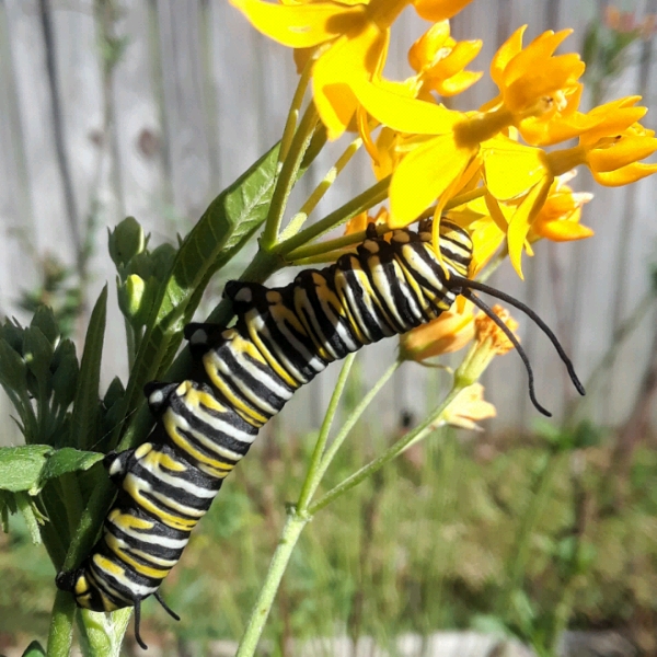 Asclepias curassavica Silky Gold in the GardenTags plant encyclopedia Tropical Milkweed Silky Gold in the GardenTags plant encyclopedia