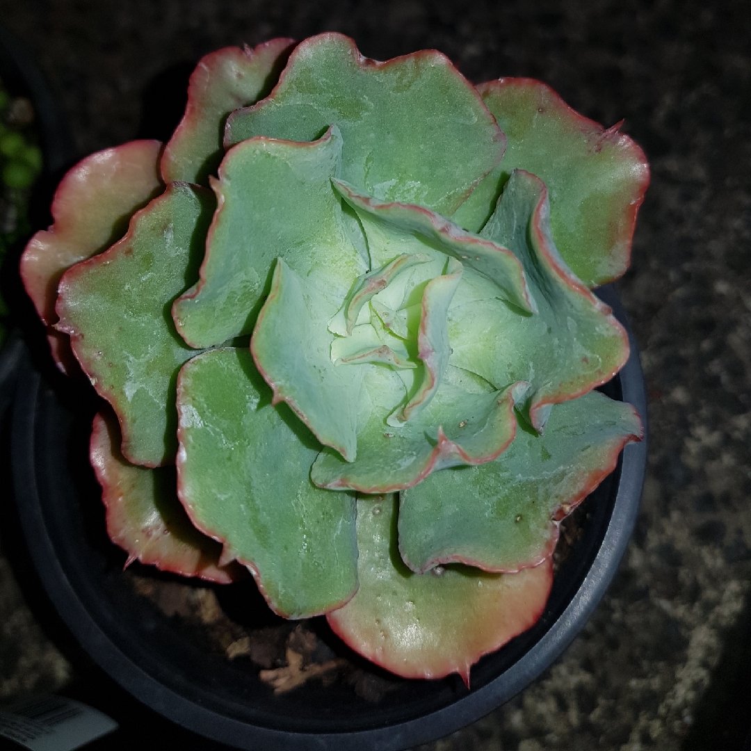 Echeveria Angelica in the GardenTags plant encyclopedia Echeveria Angelica in the GardenTags plant encyclopedia