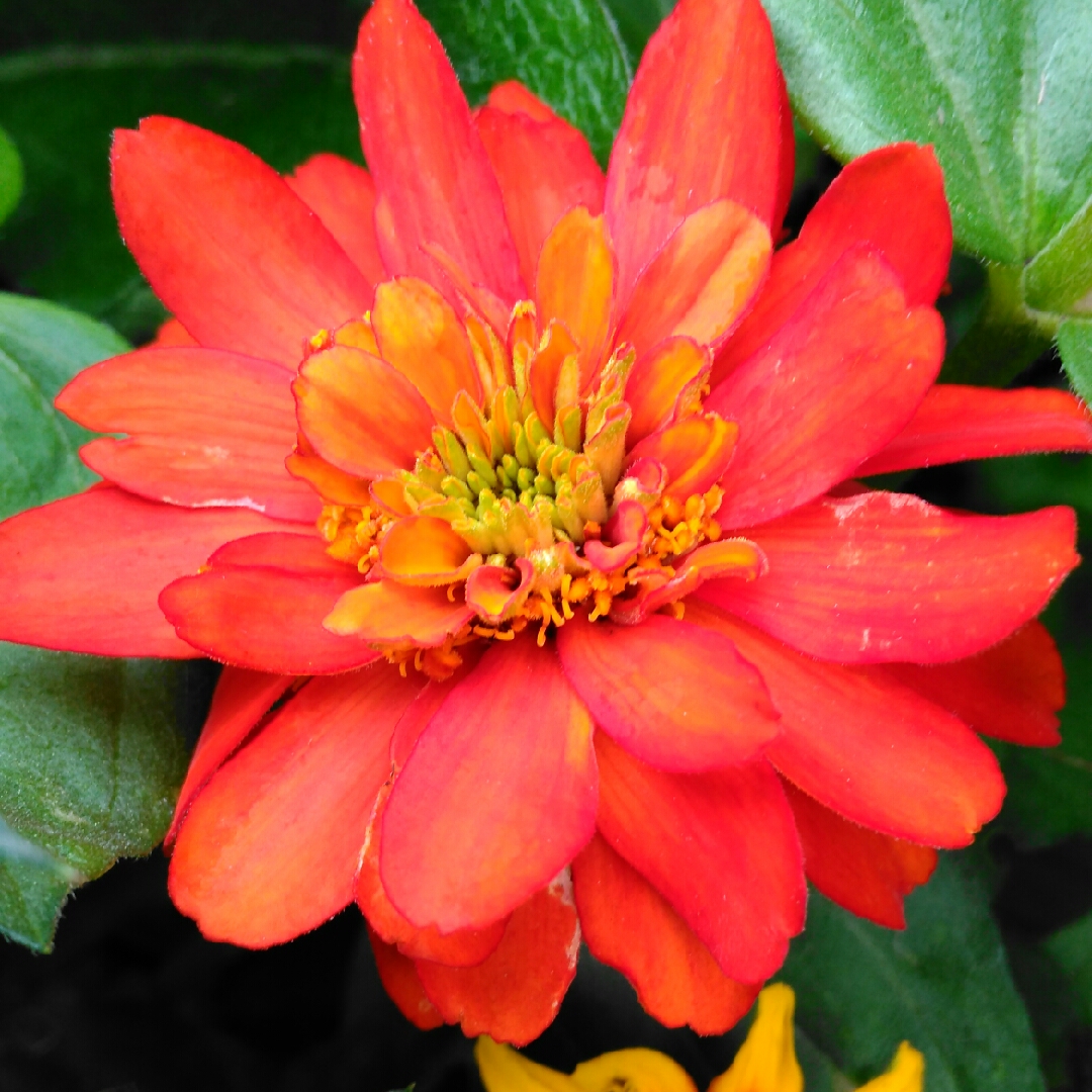 Zinnia marylandica Pas553645 (Double Zahara Series) syn. Zinnia marylandica Double Zahara Fire in the GardenTags plant encyclopedia Zinnia Double Zahara Fire in the GardenTags plant encyclopedia